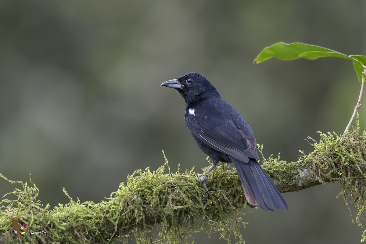 White-lined Tanager - ML131882971