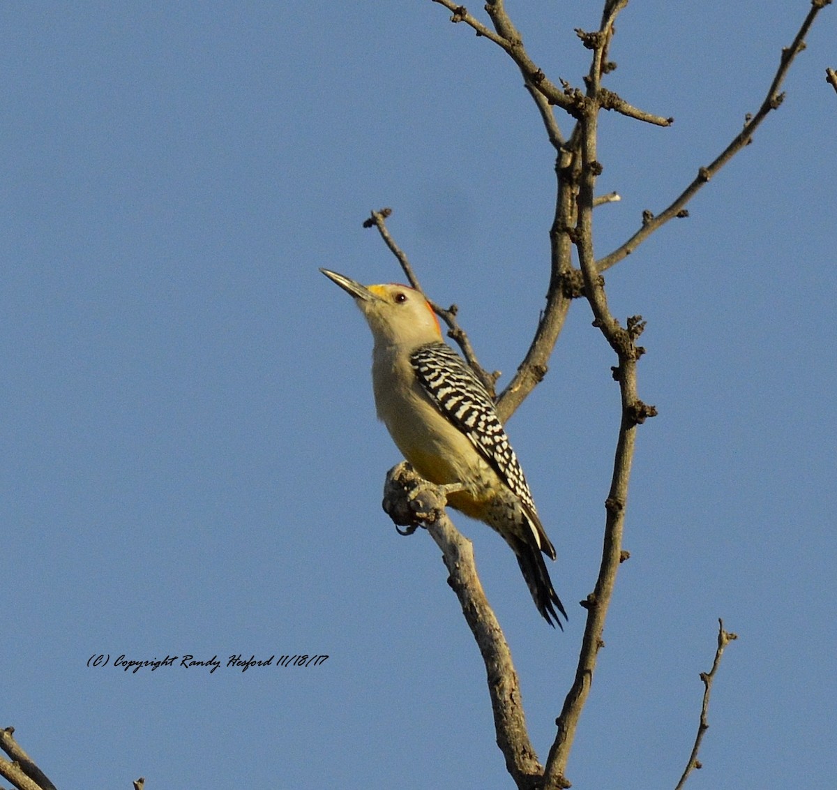 Golden-fronted Woodpecker - ML131883071