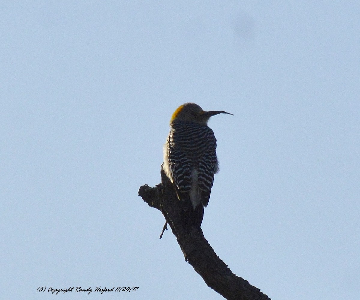 Golden-fronted Woodpecker - ML131883731