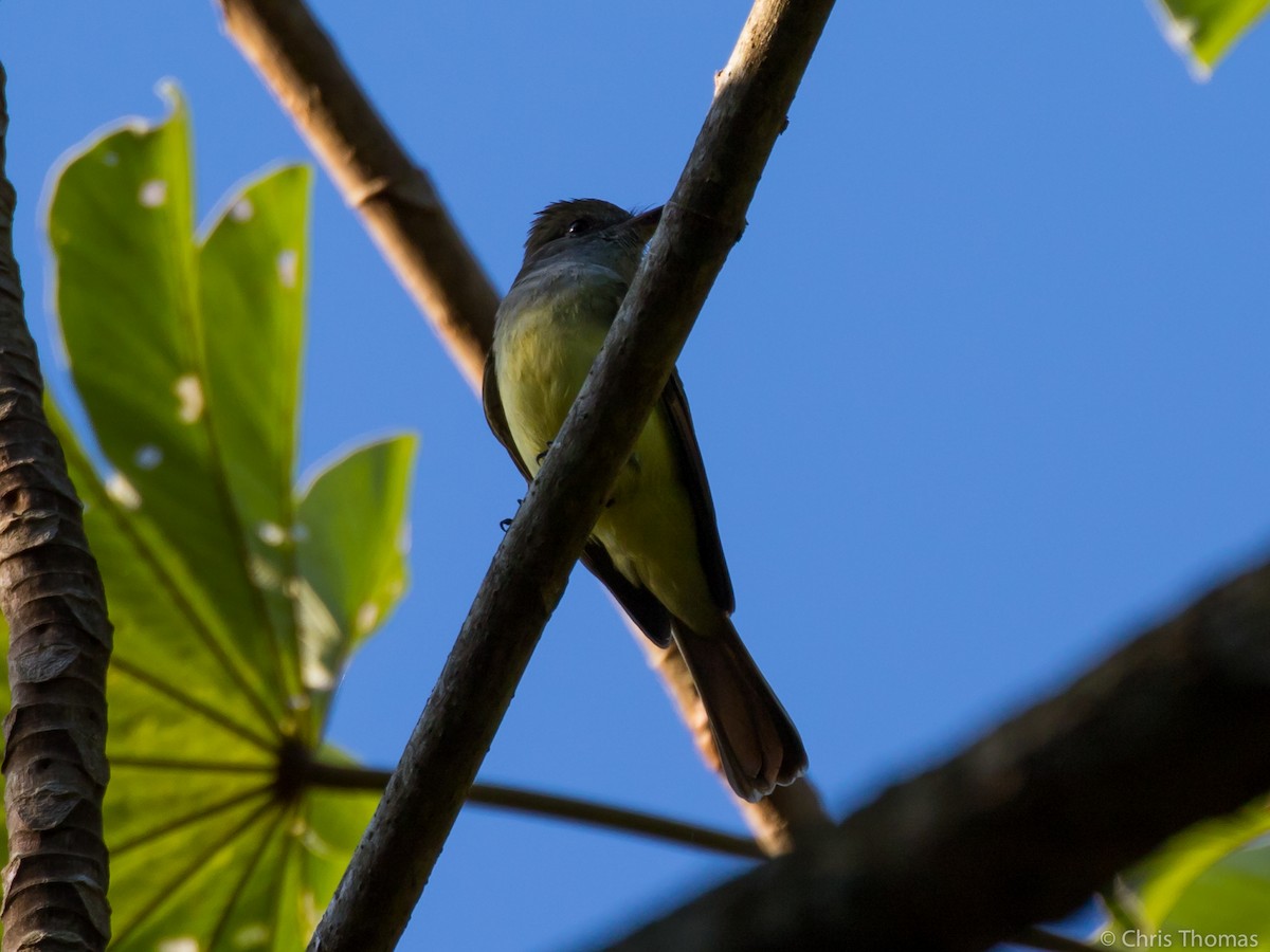 Great Crested Flycatcher - Chris Thomas