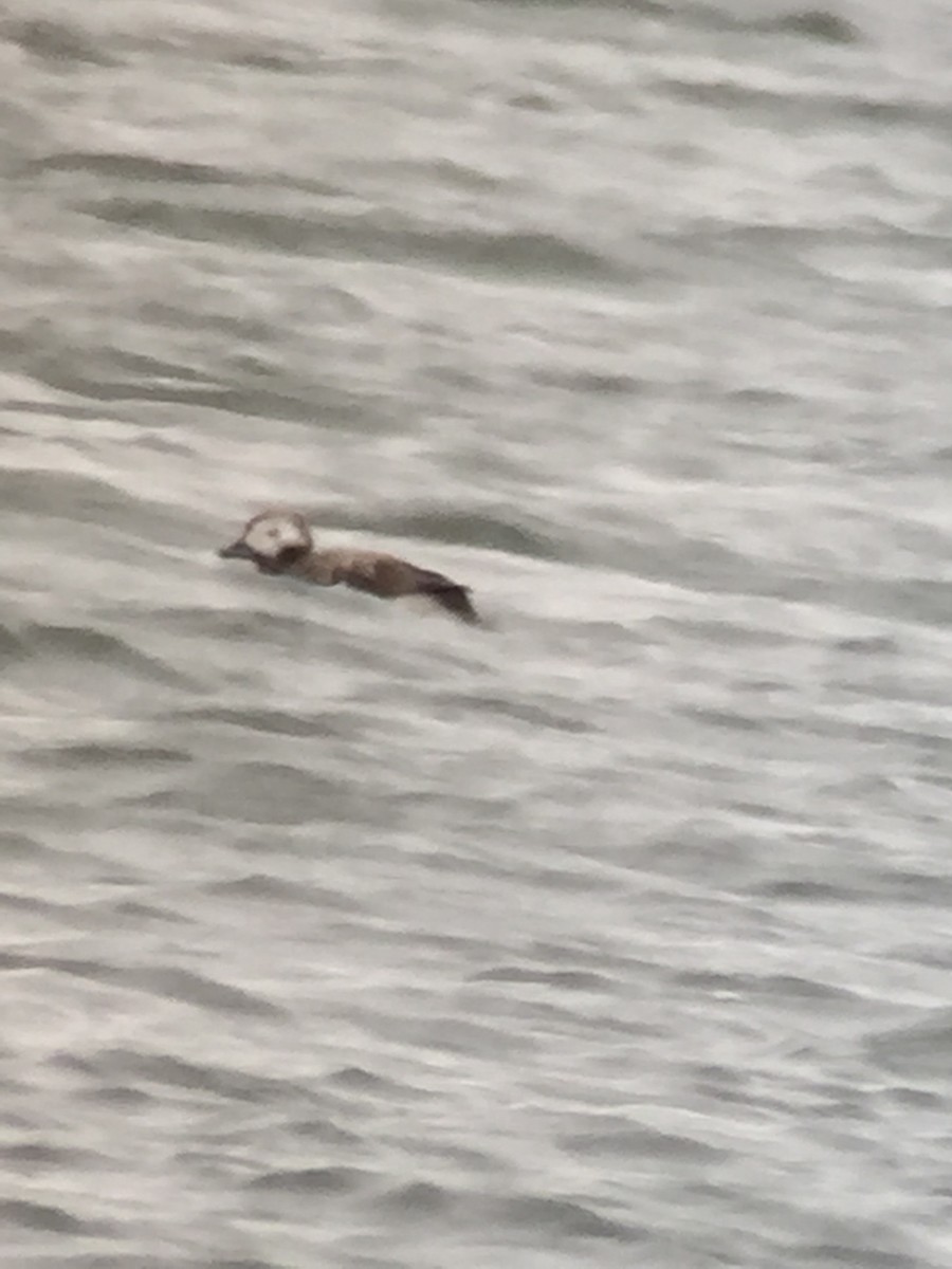 Long-tailed Duck - ML131887741
