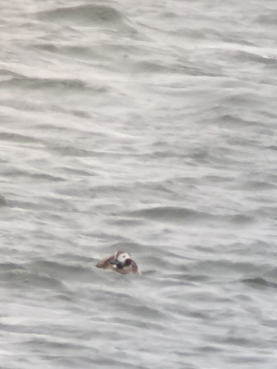 Long-tailed Duck - ML131887751