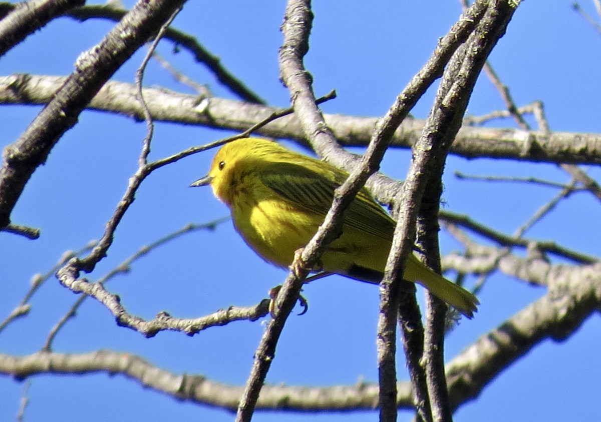 Yellow Warbler - ML131891591