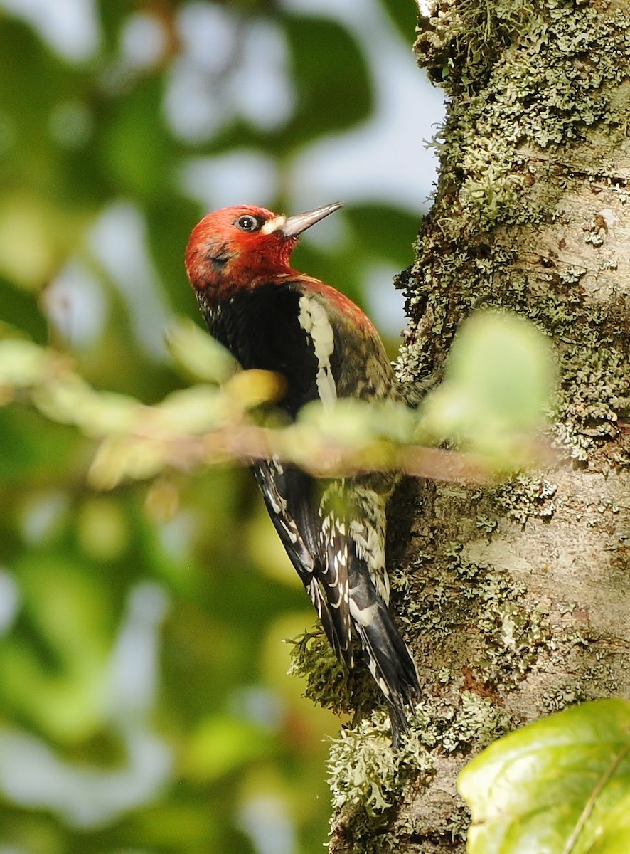 Red-breasted Sapsucker - ML131892771