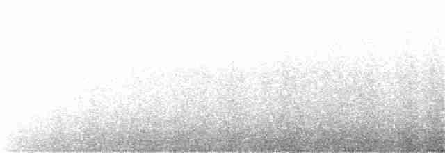 Pied Oystercatcher - ML131893421