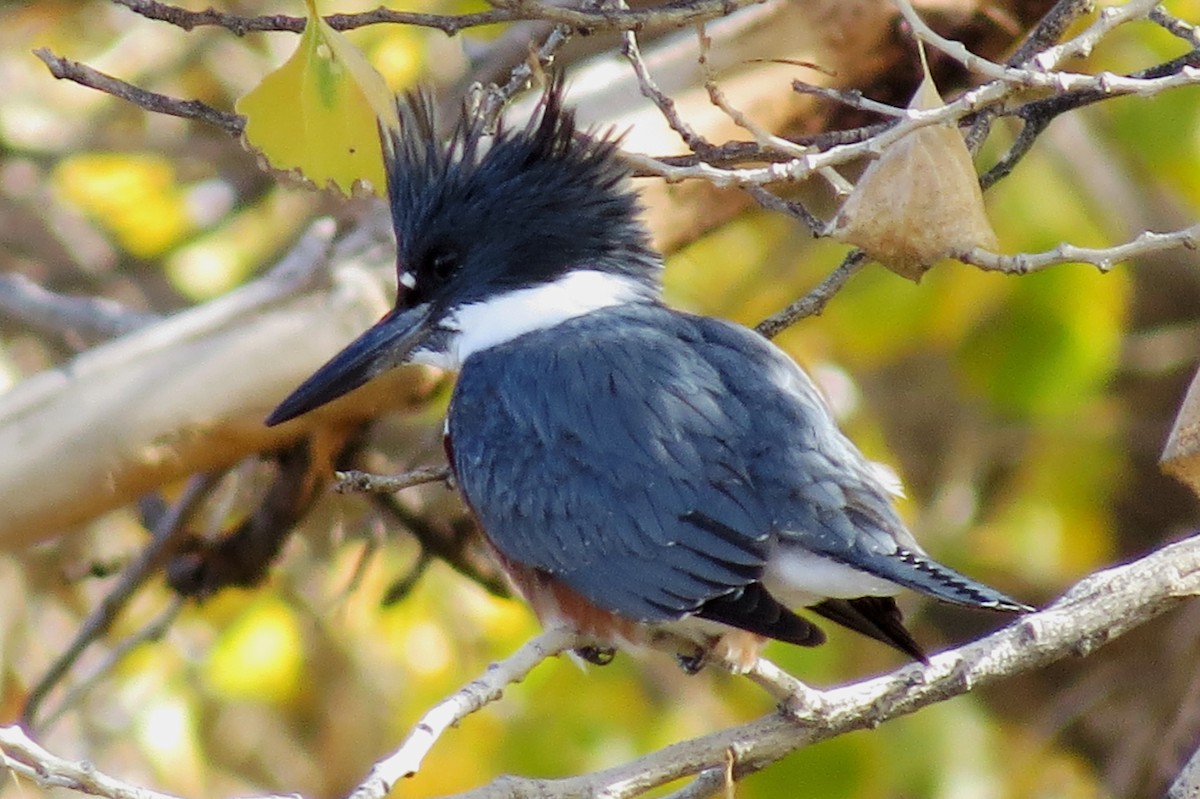 Belted Kingfisher - ML131896671