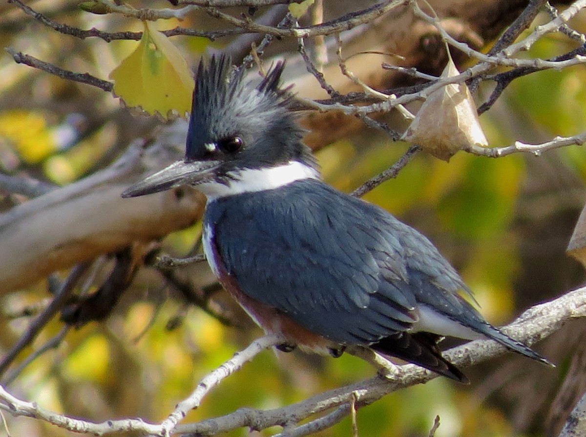 Belted Kingfisher - ML131896681