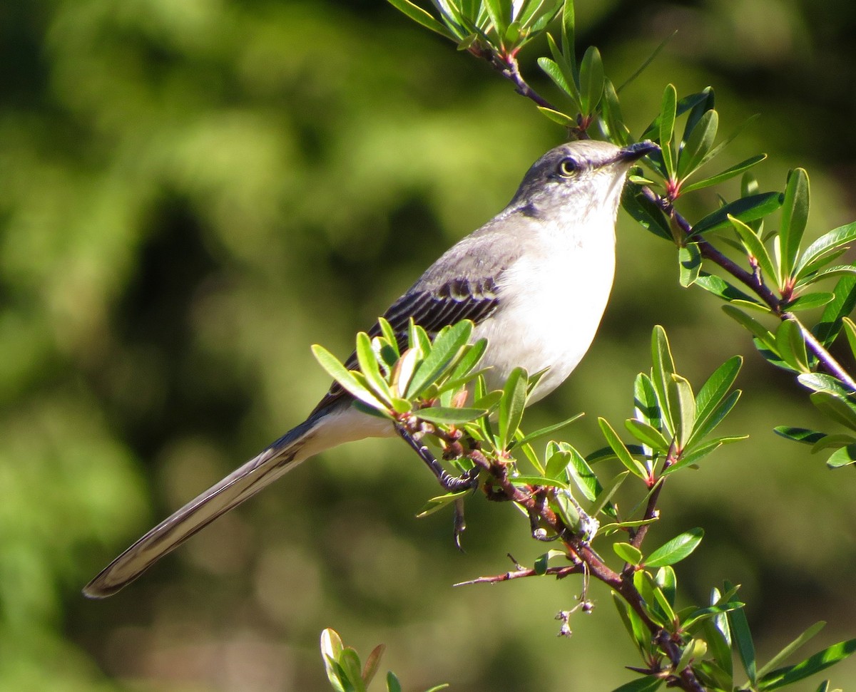 eBird Checklist - 29 Dec 2018 - Los Osos Valley Nursery - 19 species