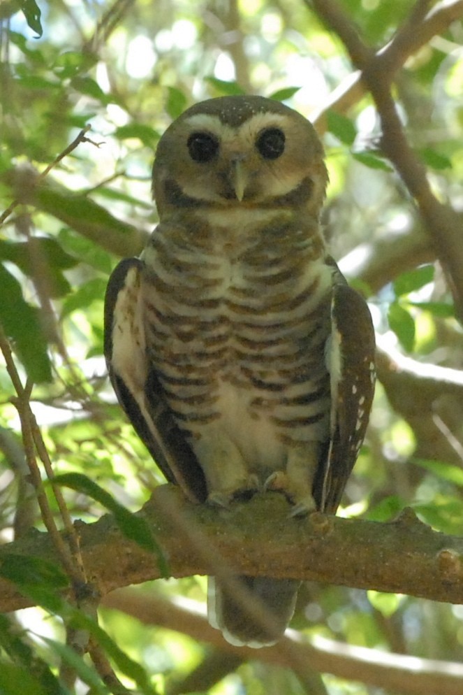 White-browed Owl - ML131897971
