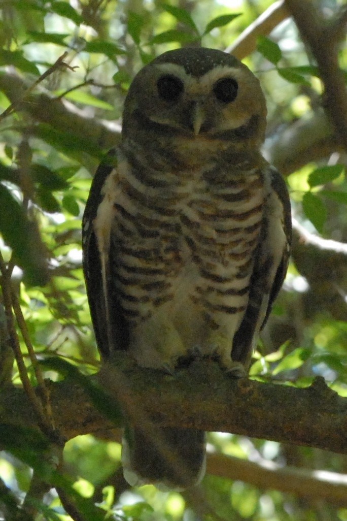 White-browed Owl - Cathy Pasterczyk