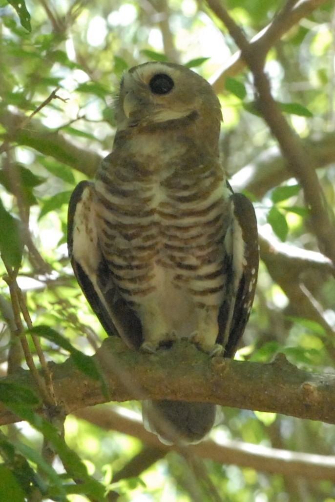 White-browed Owl - Cathy Pasterczyk