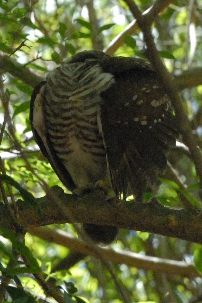 White-browed Owl - ML131898011