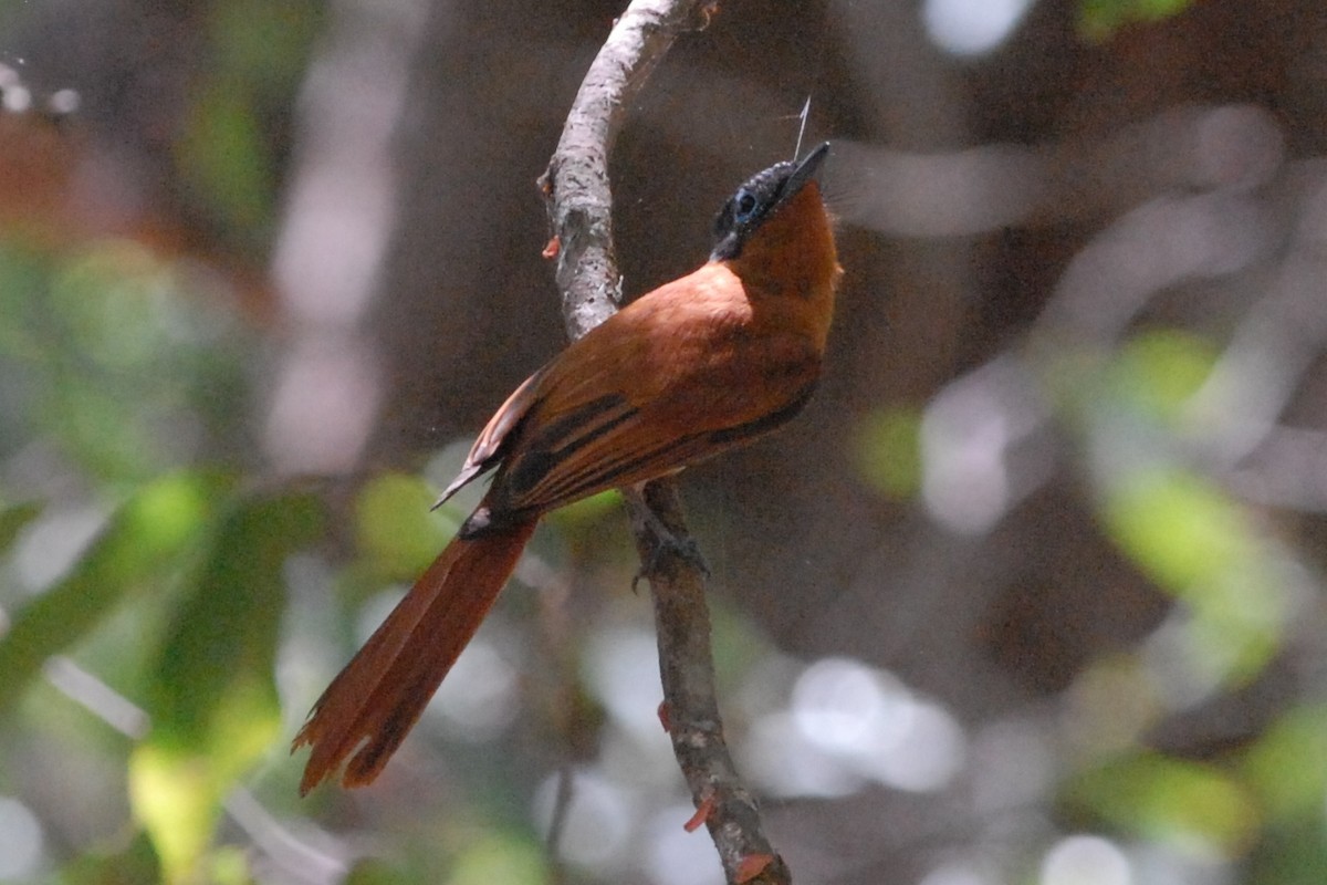 Malagasy Paradise-Flycatcher - ML131898131