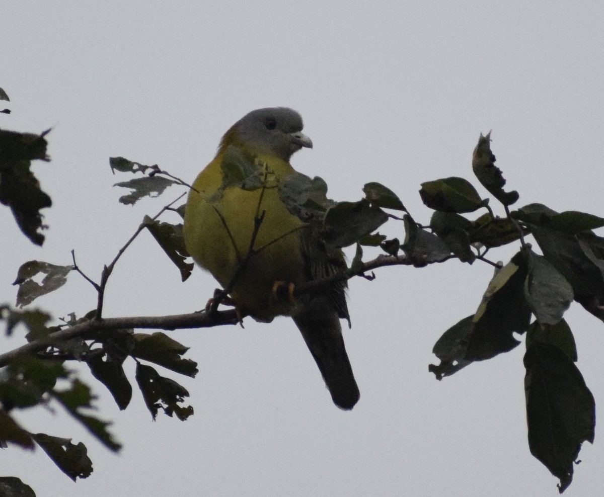 Yellow-footed Green-Pigeon - Siva T