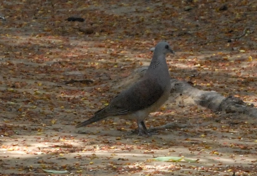 Malagasy Turtle-Dove - ML131898781