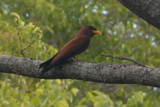 Broad-billed Roller - Cathy Pasterczyk