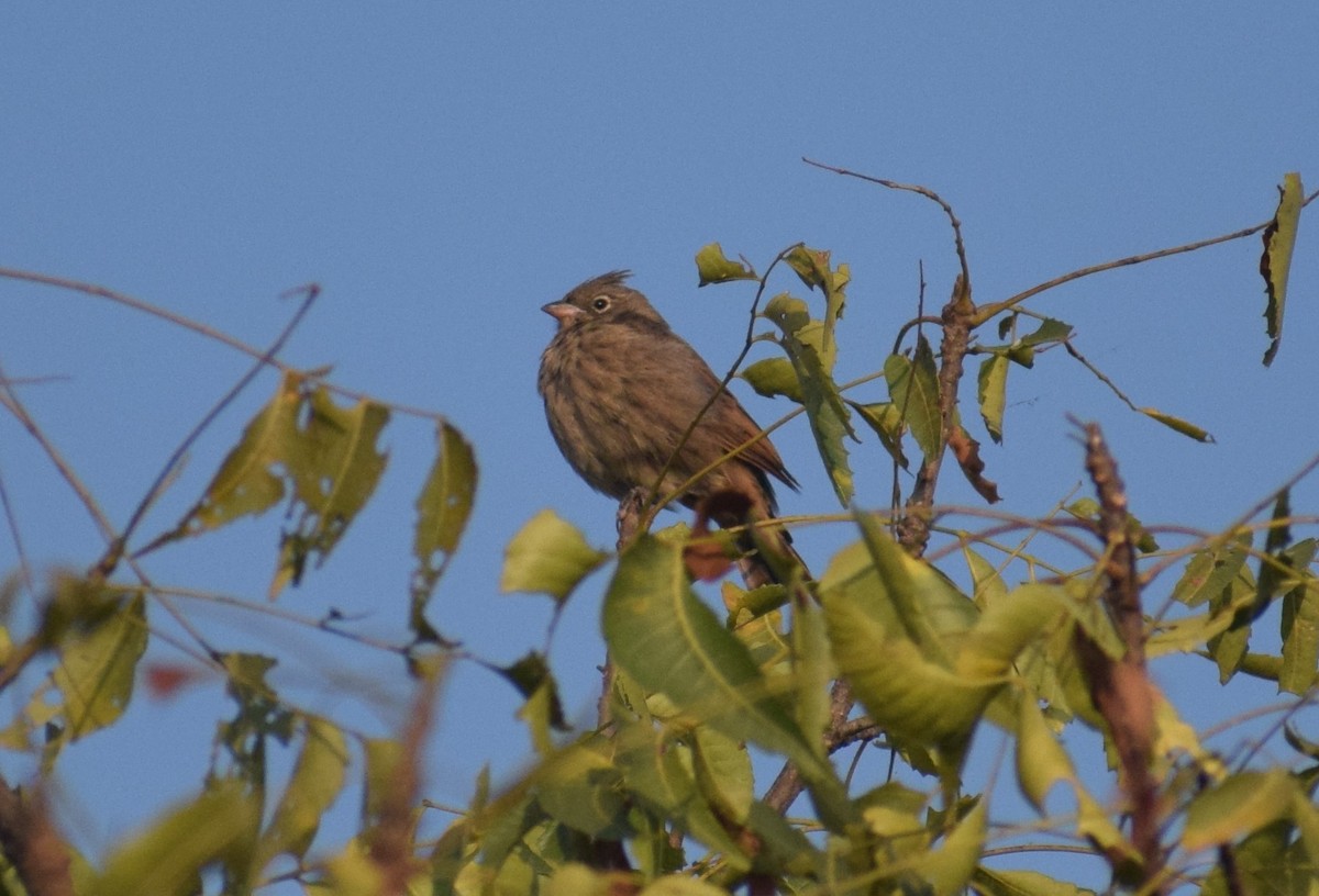 Crested Bunting - ML131899051