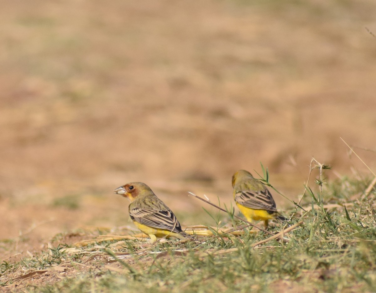 Red-headed Bunting - ML131899101