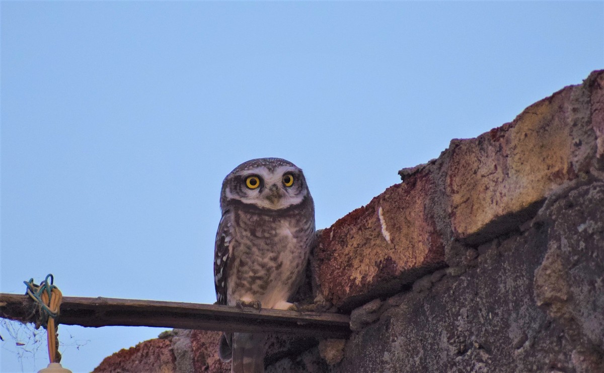 Spotted Owlet - ML131899221