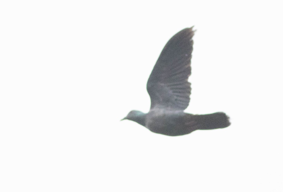 Sao Tome Pigeon - Joachim Bertrands