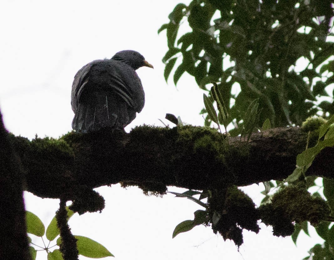Pigeon de Sao Tomé - ML131900051
