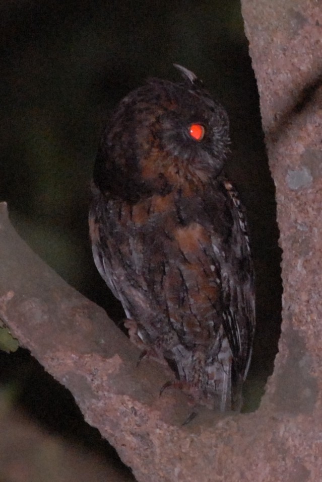 Madagascar Scops-Owl (Torotoroka) - Cathy Pasterczyk