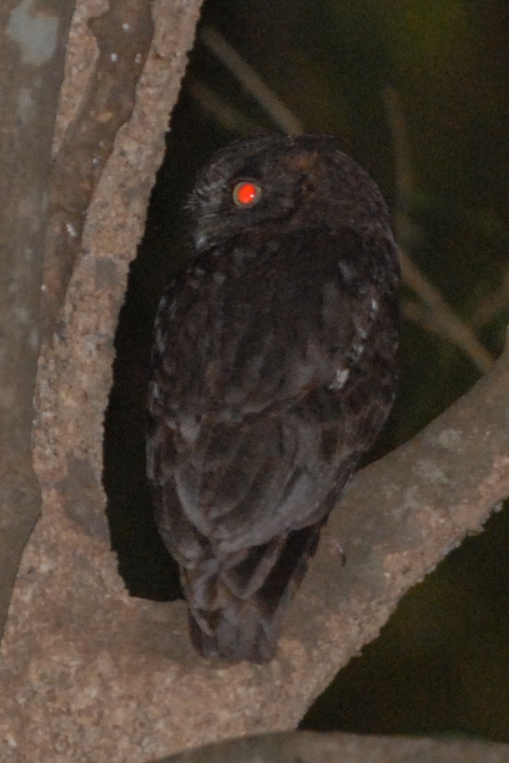 Madagascar Scops-Owl (Torotoroka) - Cathy Pasterczyk