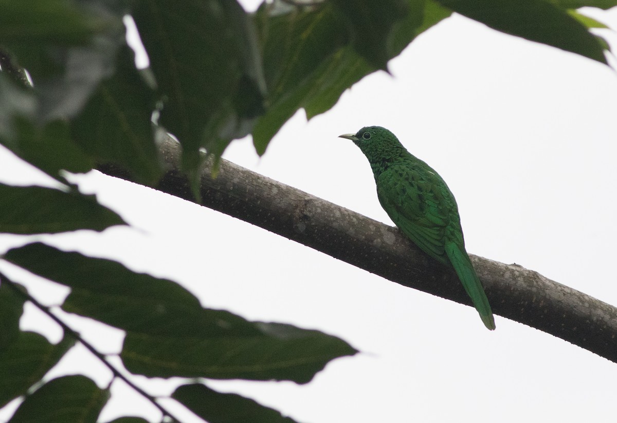 African Emerald Cuckoo - Joachim Bertrands