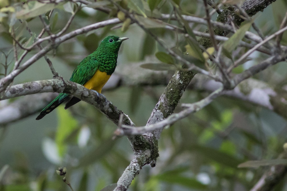 African Emerald Cuckoo - ML131900221