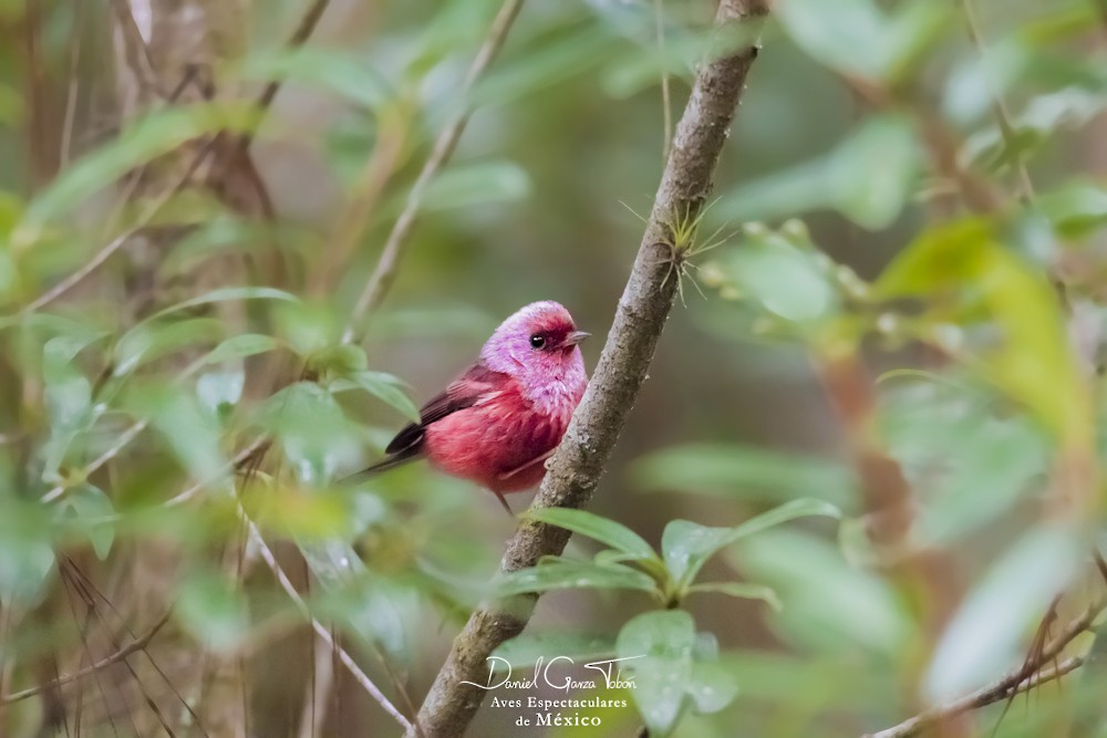 Pink-headed Warbler - Daniel  Garza Tobón