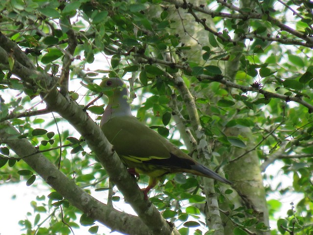 Orange-breasted Green-Pigeon