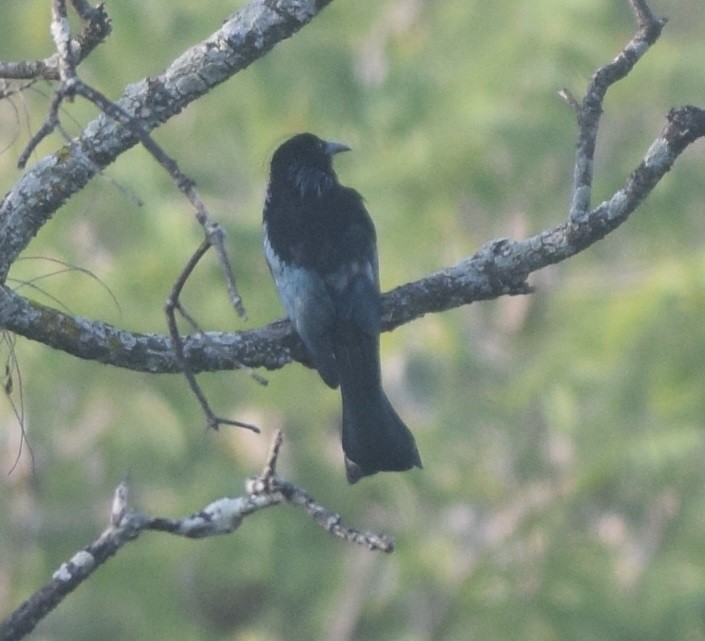 Hair-crested Drongo - ML131907691