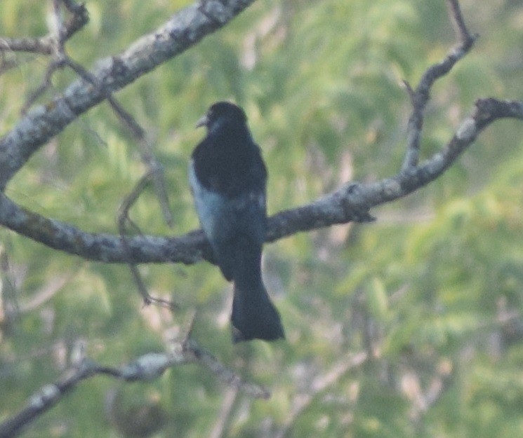 Hair-crested Drongo - ML131907701