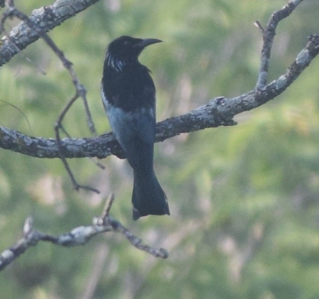 Hair-crested Drongo - ML131907711