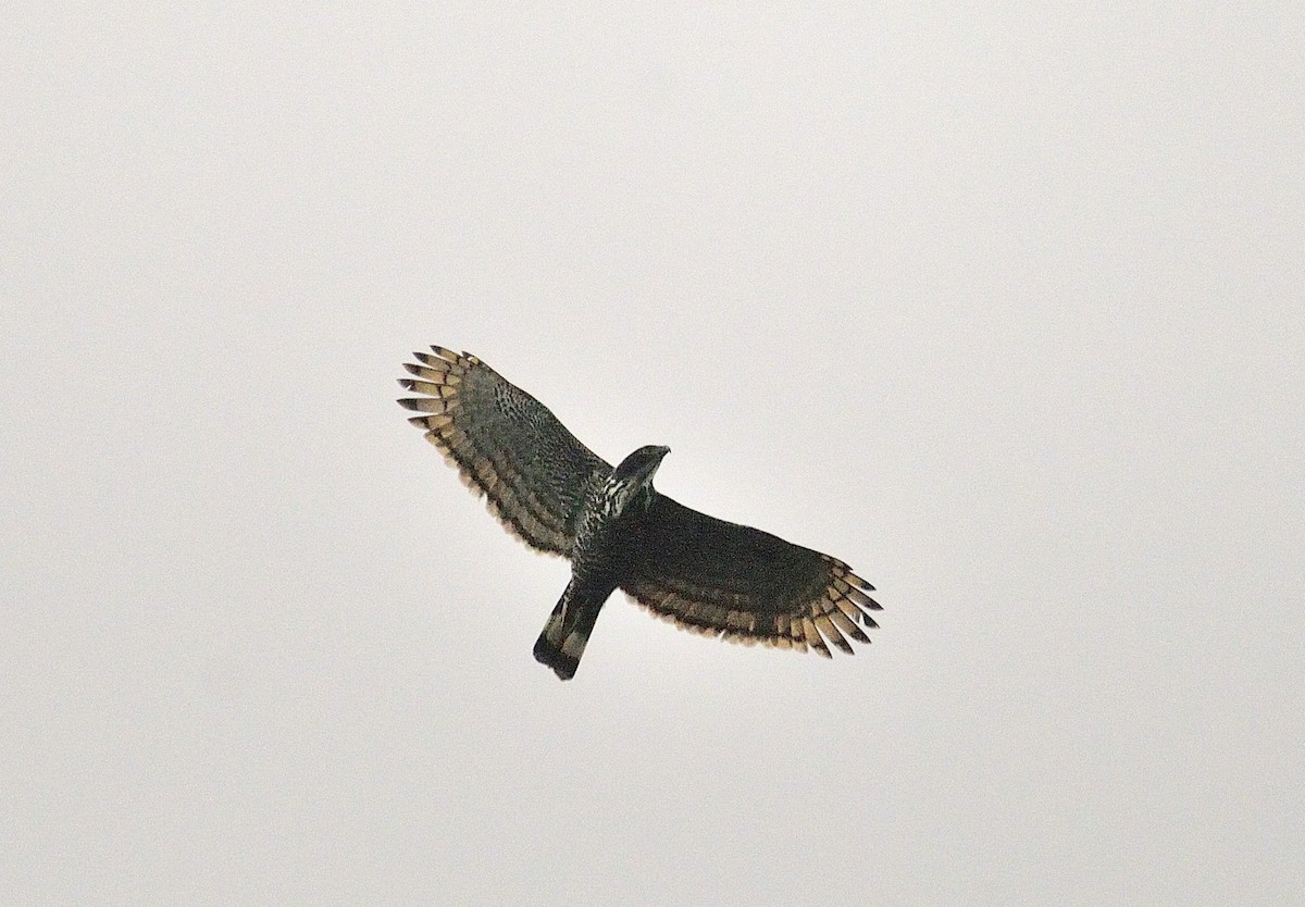 Blyth's Hawk-Eagle - Anonymous