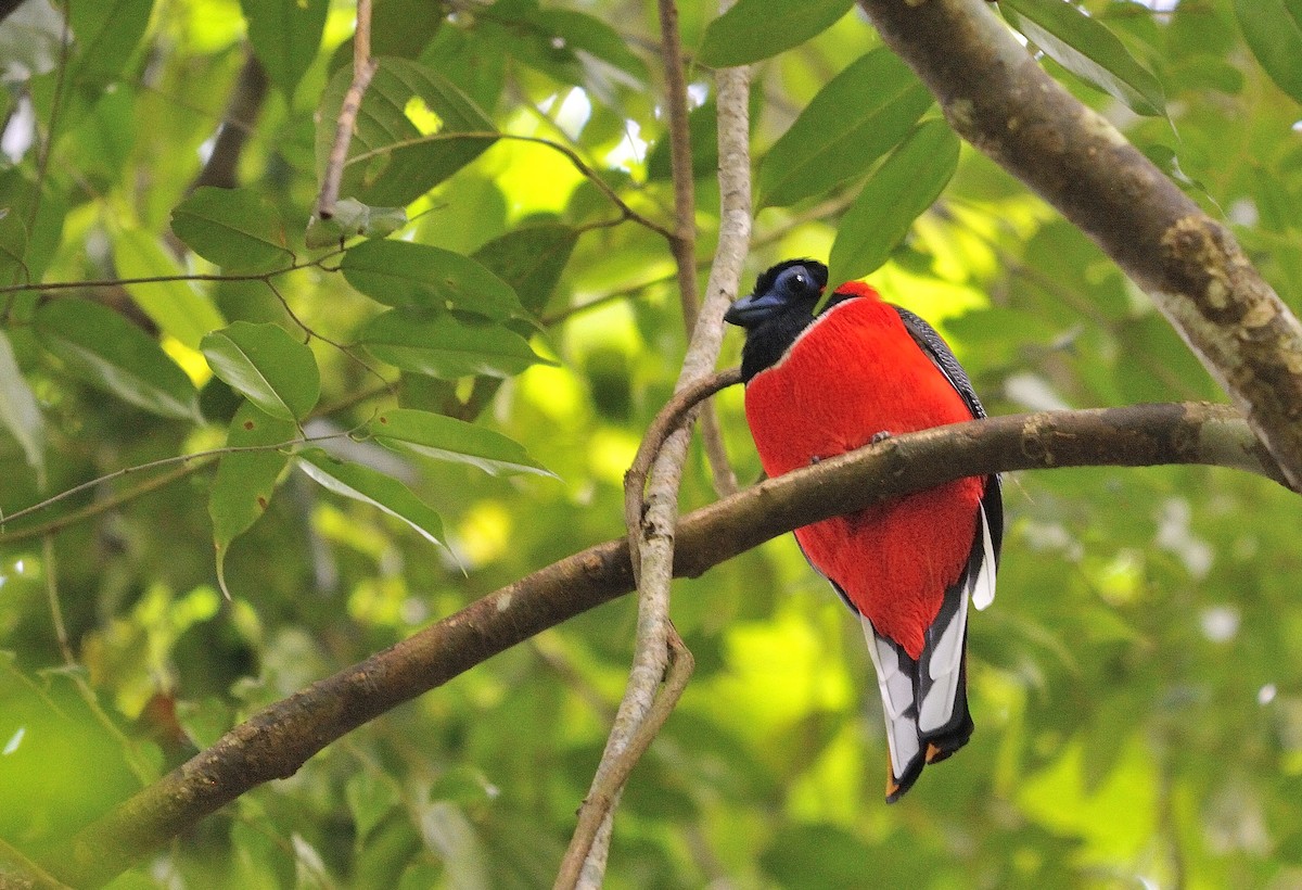 Red-naped Trogon - Anonymous