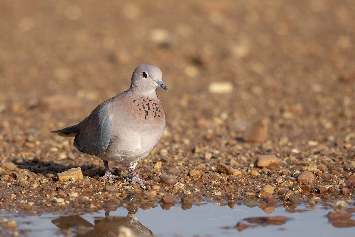 Laughing Dove - ML131909741