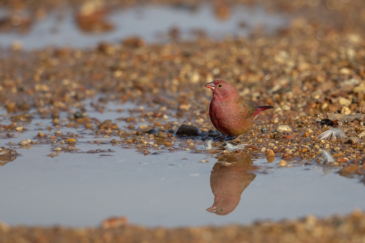 Red-billed Firefinch - Niall D Perrins
