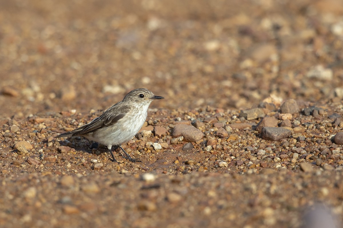 Spotted Flycatcher (Spotted) - Niall D Perrins