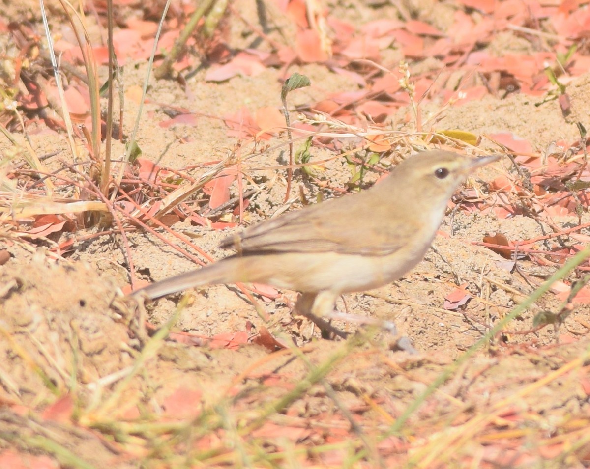 Booted Warbler - ML131909941