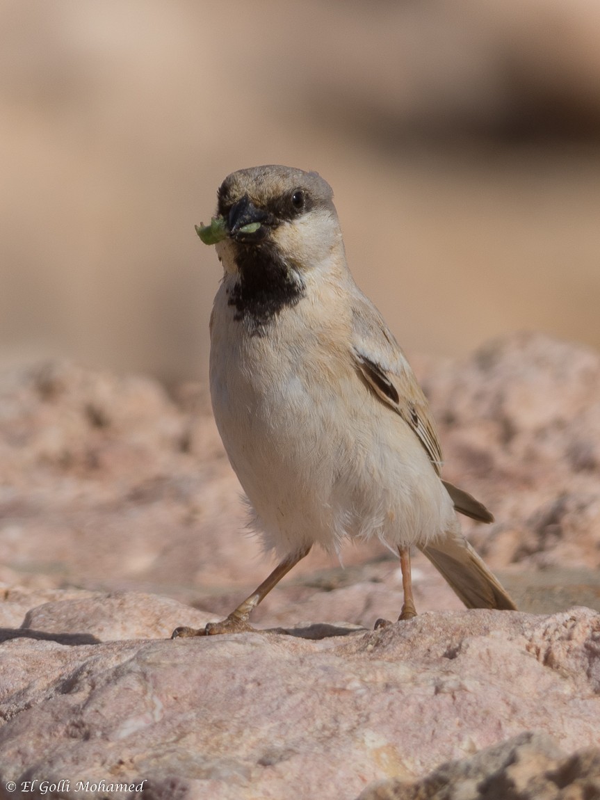 Desert Sparrow - ML131910041
