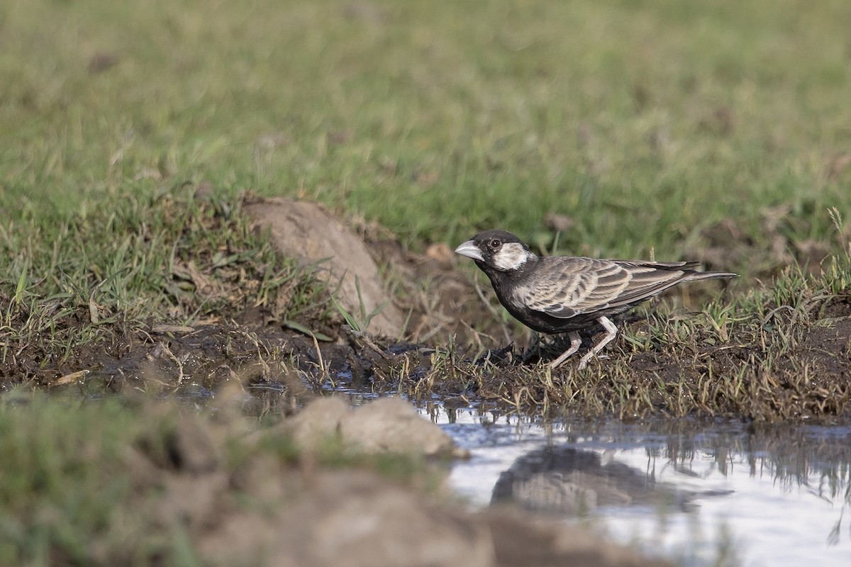 Gray-backed Sparrow-Lark - Niall D Perrins