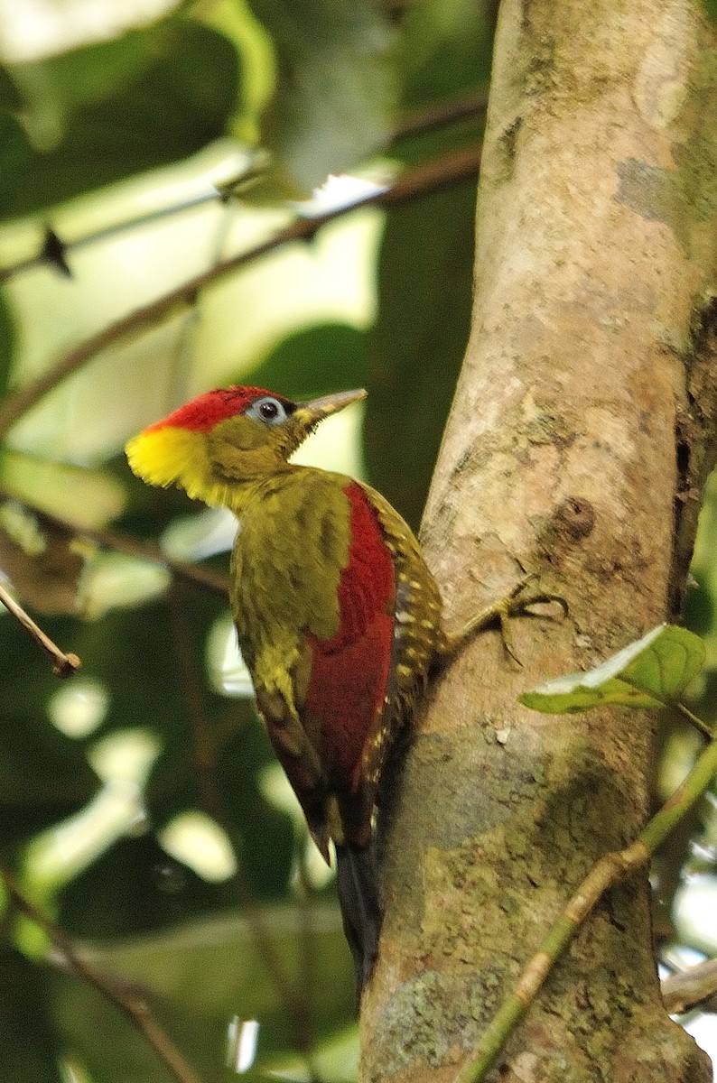 Crimson-winged Woodpecker - Anonymous
