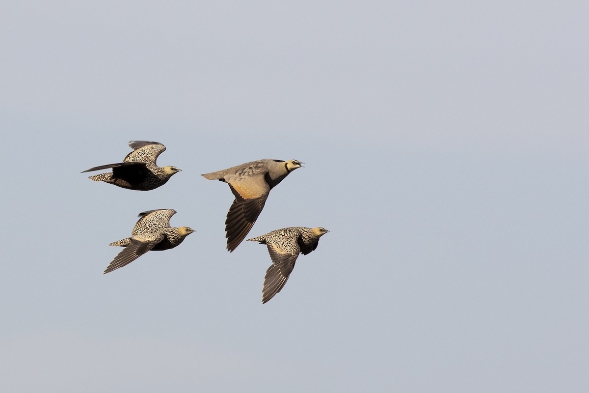 Yellow-throated Sandgrouse - Niall D Perrins