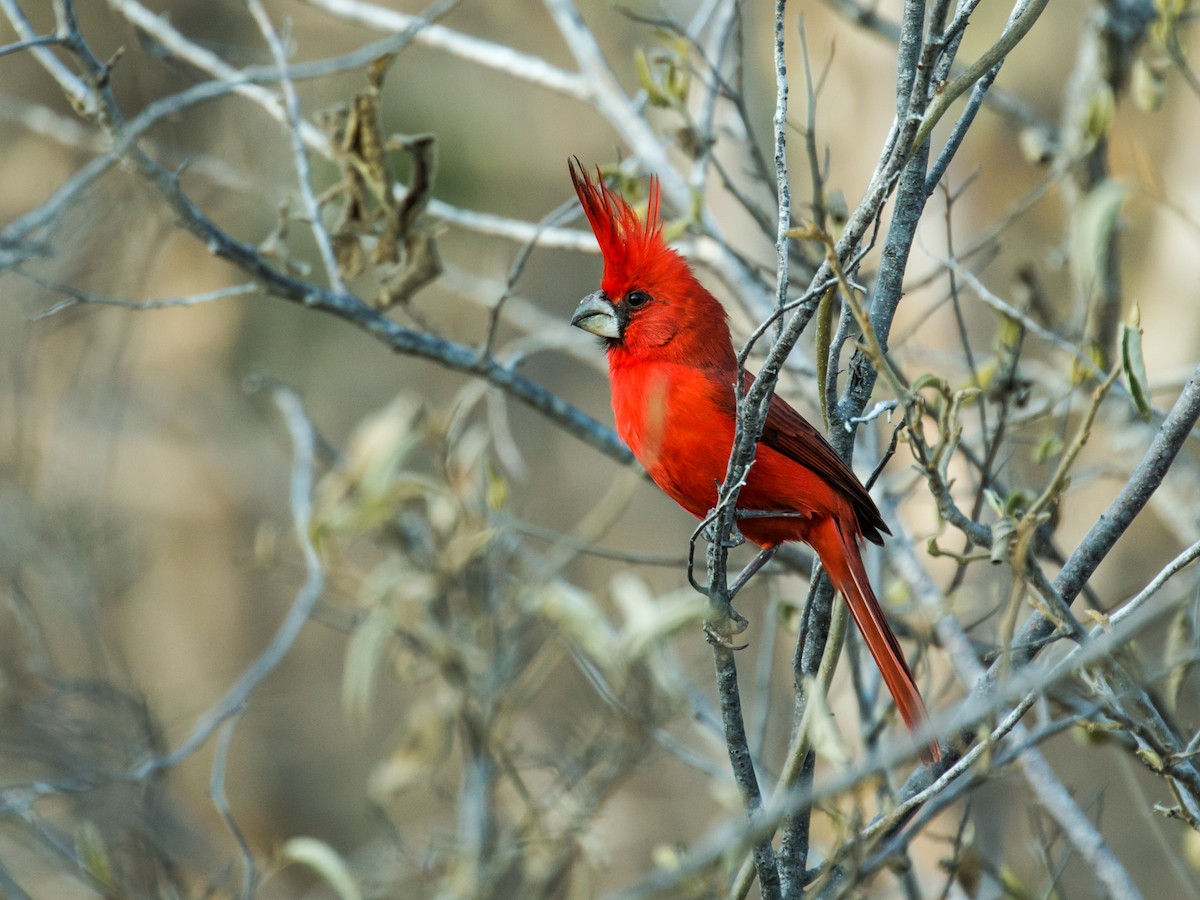 Vermilion Cardinal - Nick Athanas