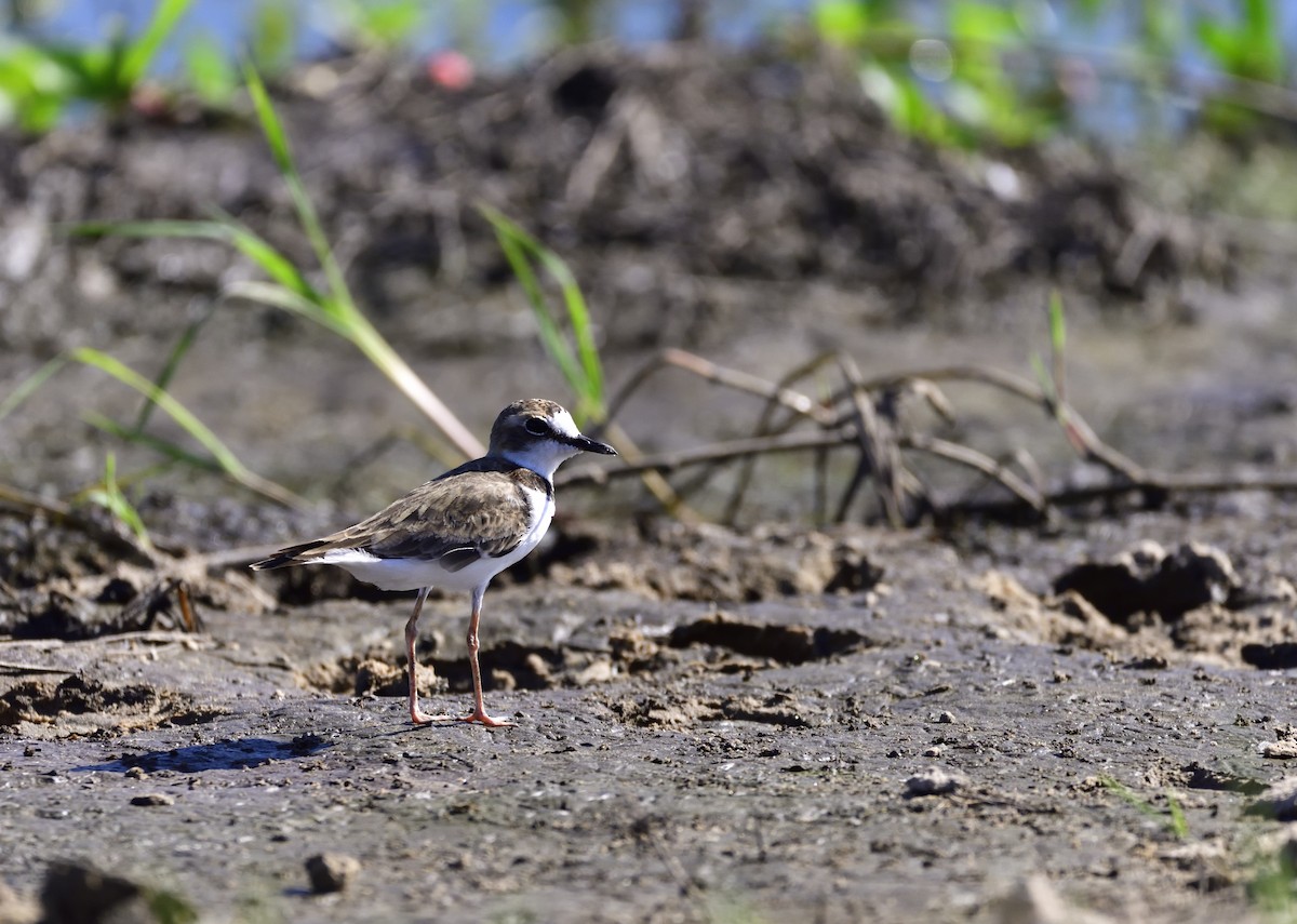 Collared Plover - ML131920791