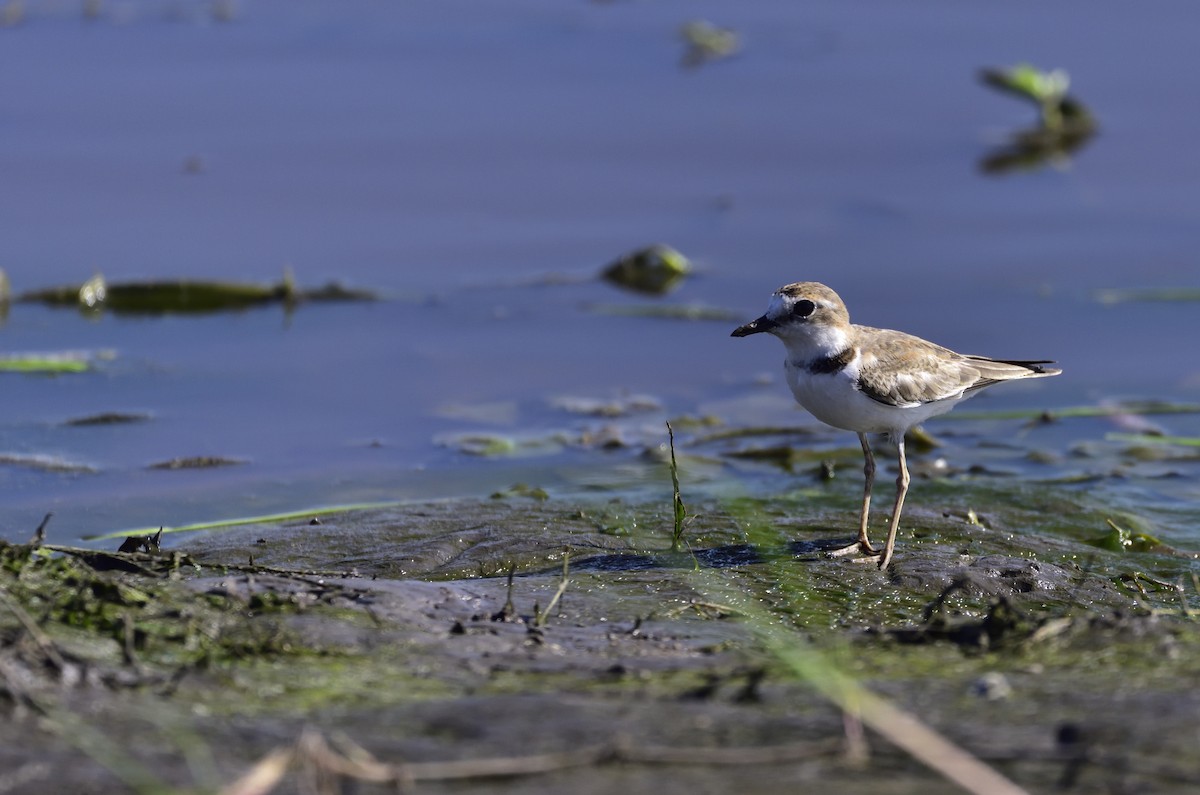 Collared Plover - ML131920801