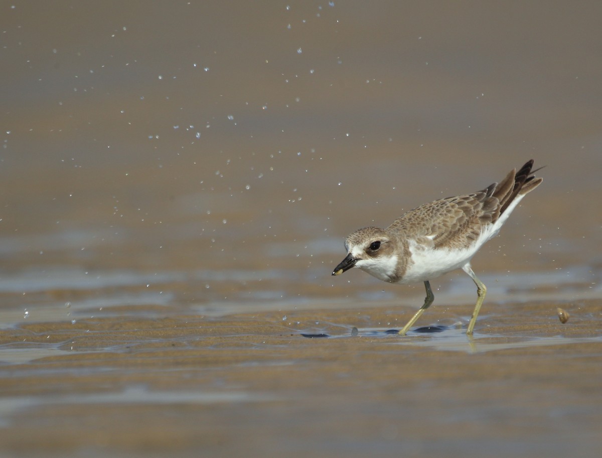 Greater Sand-Plover - Vyom Vyas