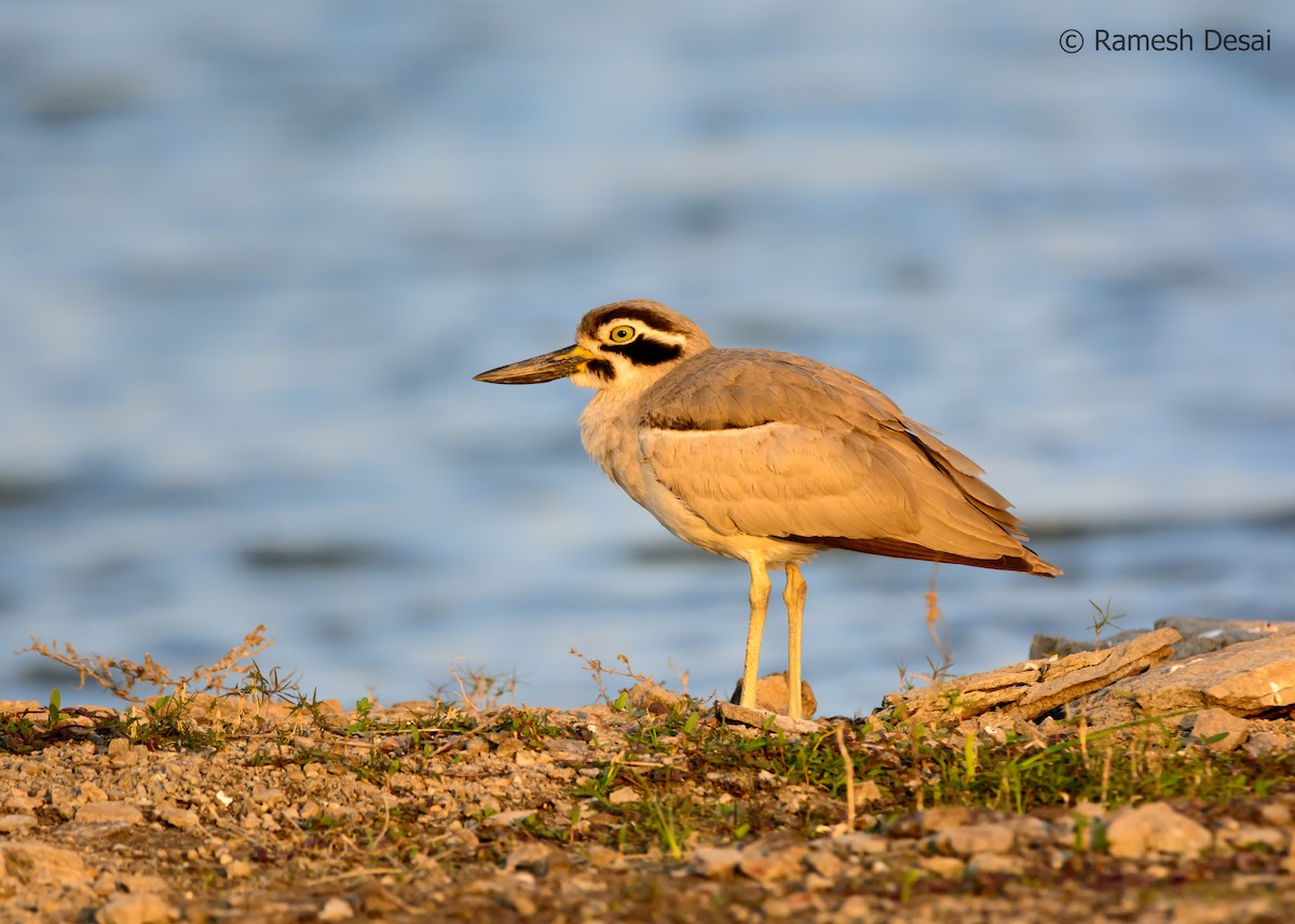 Great Thick-knee - ML131922441