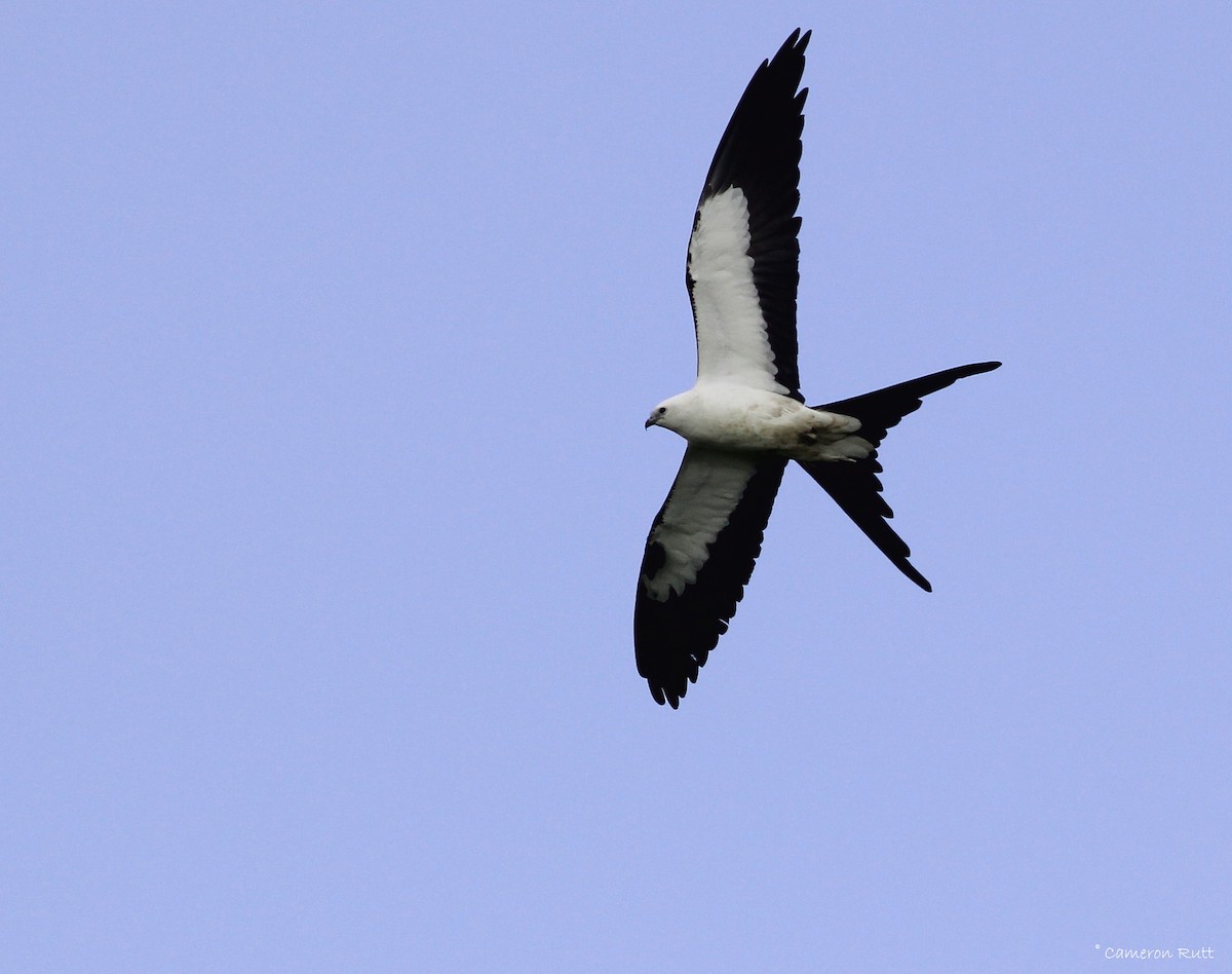 Swallow-tailed Kite - ML131923381